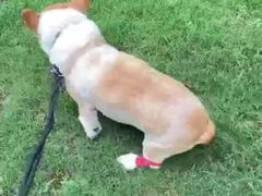 -爱妮康宠物医院·干细胞免疫细胞·肿瘤·心脏(张江店)