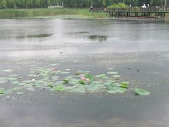 -绥化市森林植物园
