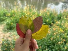 -艾溪湖湿地公园