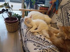 -平行世界·猫咖(首经贸店)