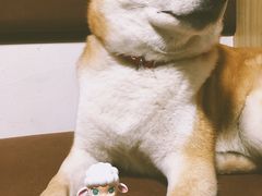 -柴务处·柴犬主题狗咖