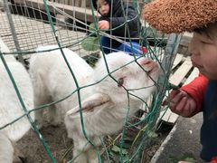 -小鱼草莓采摘园农家乐·小鱼餐厅