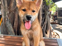 -柴犬高等学院·狗咖·柴犬售卖·宠物训练