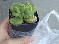 -中环花鸟鱼虫市场