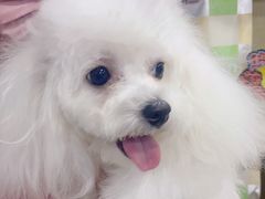 -久久宠物(河东万达店)
