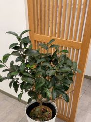 -和颜一美轻医美连锁