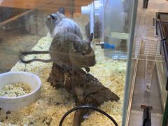 -酷以爬仙阁实体爬宠店·守宫·蜥蜴·专业繁育