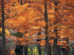 -白鹭湾湿地公园