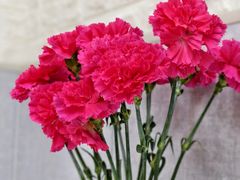 -来之顺海鲜菜馆·青岛菜·始于1993(栈桥店)