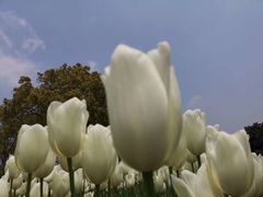 -上海鲜花港