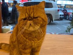 -猫友咖啡店(玉林西路店)