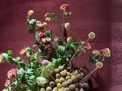 -滇野云南野生菌餐厅(陕西南路店)