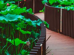 -陈家山荷花公园