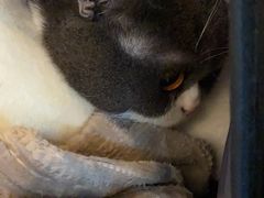 -PETKIT小佩宠物·低压洗护(国顺东路店)