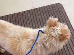 -爱妮康宠物医院·干细胞免疫细胞·肿瘤·心脏(张江店)