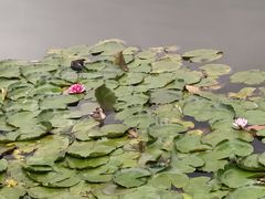 -凤池园