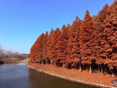 -溱湖国家湿地公园