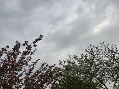 -高东镇樱花园