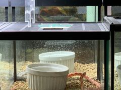 -青石桥花鸟鱼虫市场(叠翠城店)