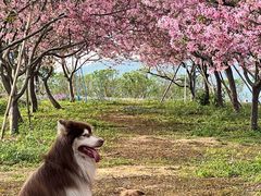 -天适樱花悠乐园
