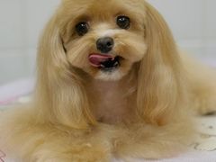 -Oh My Dog宠物沙龙(伊珊娜皮毛护理店)