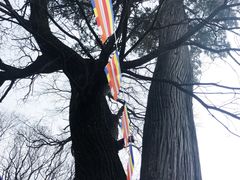 -少华山国家森林公园