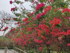 -顺峰山公园