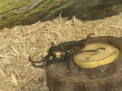 -上海大自然野生昆虫馆