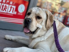 -美联众合宠物医院·爱萌分院·内外科·猫科中心