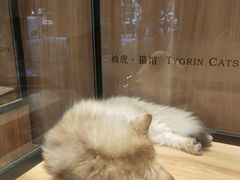 -袖虎·猫馆(体育西路店)