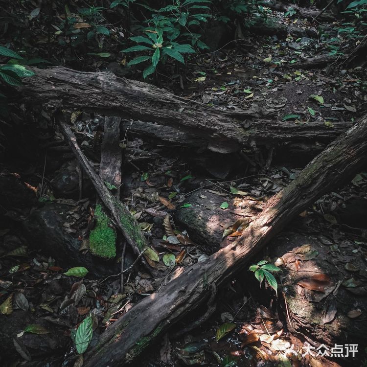 小象雨林|在西双版纳的原始森林里