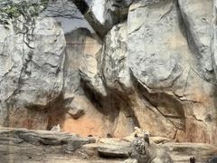 -灵玲国际马戏城