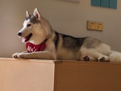 -Husky Go! 哈士奇体验馆·宠物咖啡厅狗咖