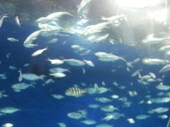 -上海海洋水族馆-停车场