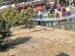 -苏州太湖西山岛开心农场
