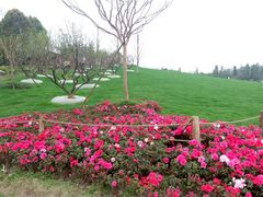 -秀丽东方