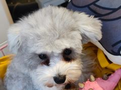 -萌兽医馆·眼科·异宠专科(三里屯店)
