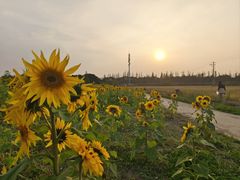 -嘉北郊野公园
