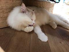 -瞄一喵猫咖(格力海岸店)
