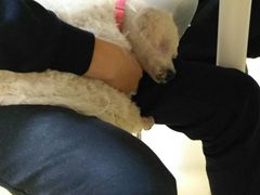 -芭比堂动物医院·犬猫全科·异宠专科(雁塔分院)