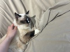 -怪兽屋·羊驼·猫咖·狗咖(俊华广场店)
