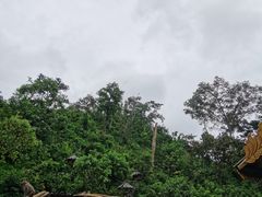 -西双版纳原始森林公园