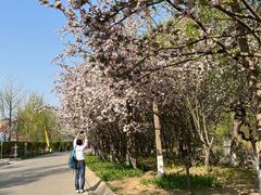 -石家庄市植物园