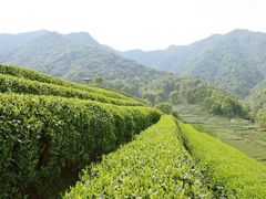 -龙坞茶村