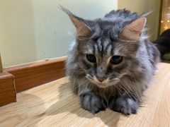 -猫和宫(六道口店)