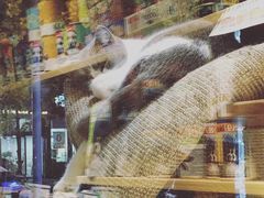 -帕帕拉兹宠物(亚洲旗舰店)