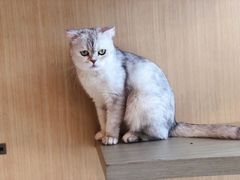 -飞行喵MR PILOT|猫舍·猫咖(静安大融城店)