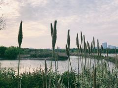 -贡湖湾湿地公园