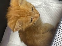 -瑞派天宁宠物医院·猫科·异宠中心