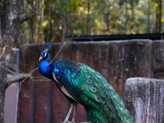 -清迈夜间动物园